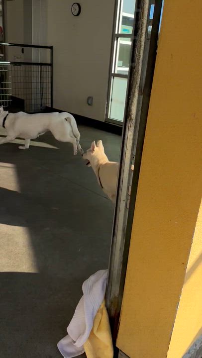 Enlarge Mona, a Adoptable mixed breed in Berkeley, CA video 3/6