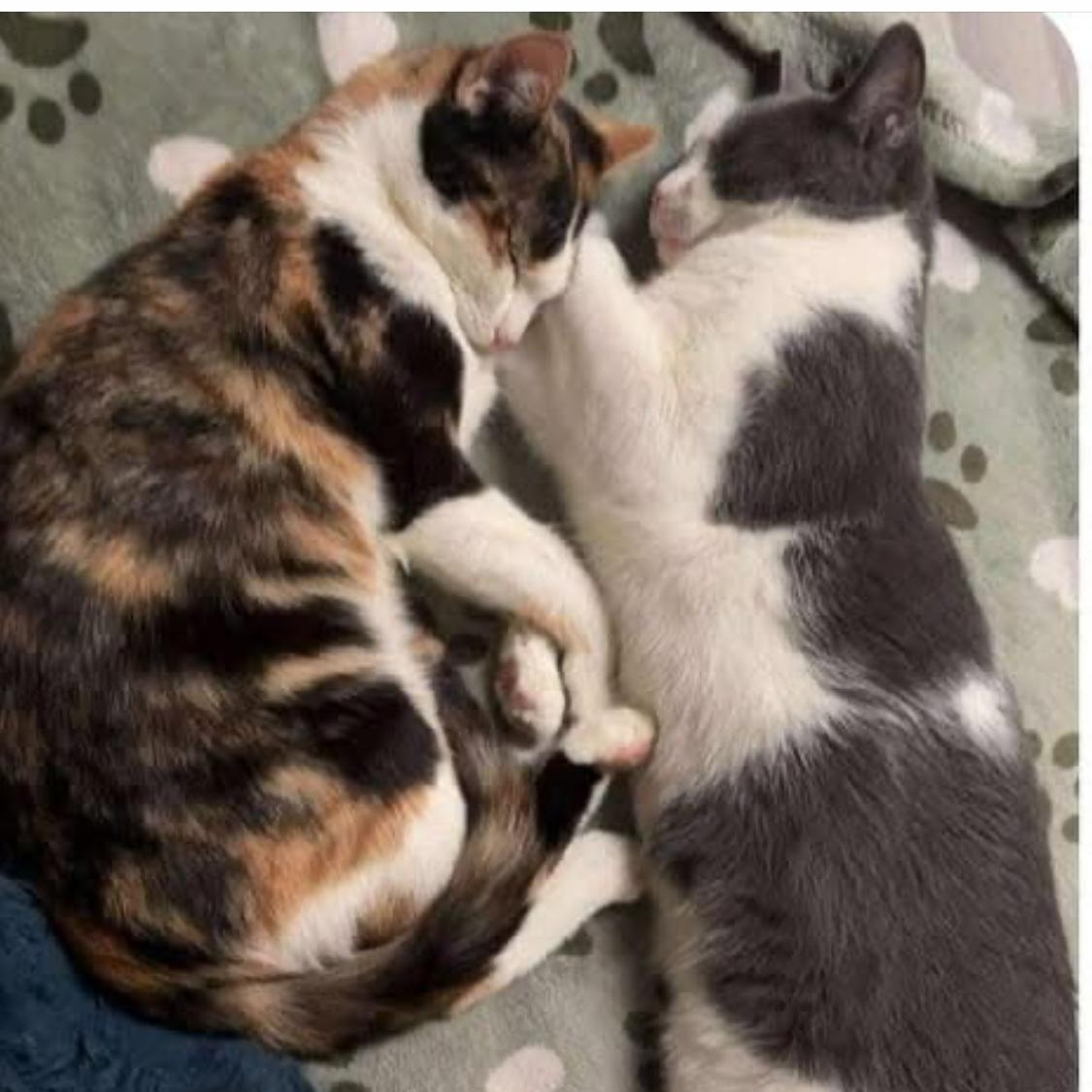 Enlarge Callie and Otis, a Adoptable Domestic Short Hair in Morgantown, WV image 1/6