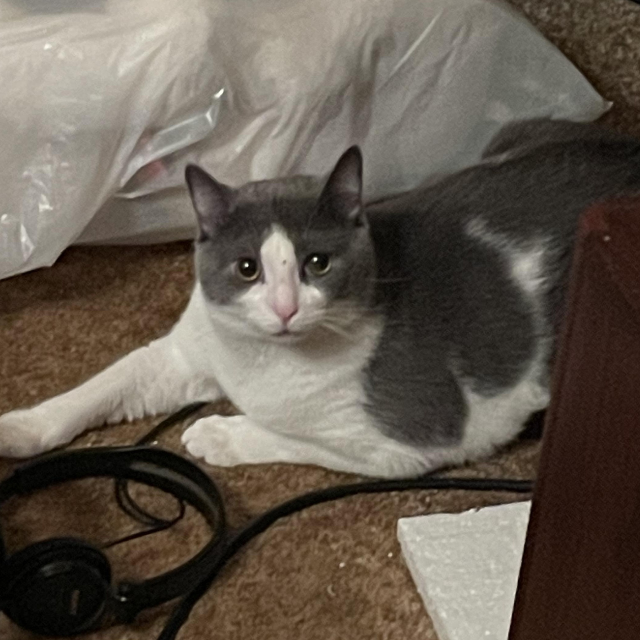 Enlarge Callie and Otis, a Adoptable Domestic Short Hair in Morgantown, WV image 5/6