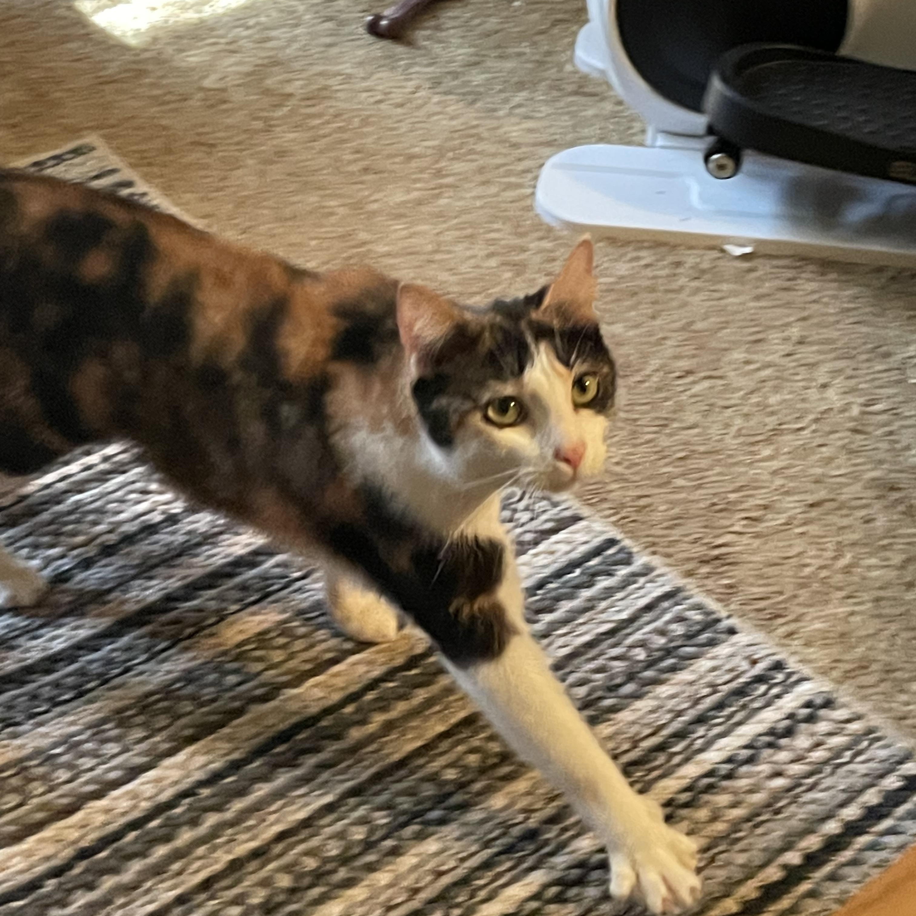 Enlarge Callie and Otis, a Adoptable Domestic Short Hair in Morgantown, WV image 3/6