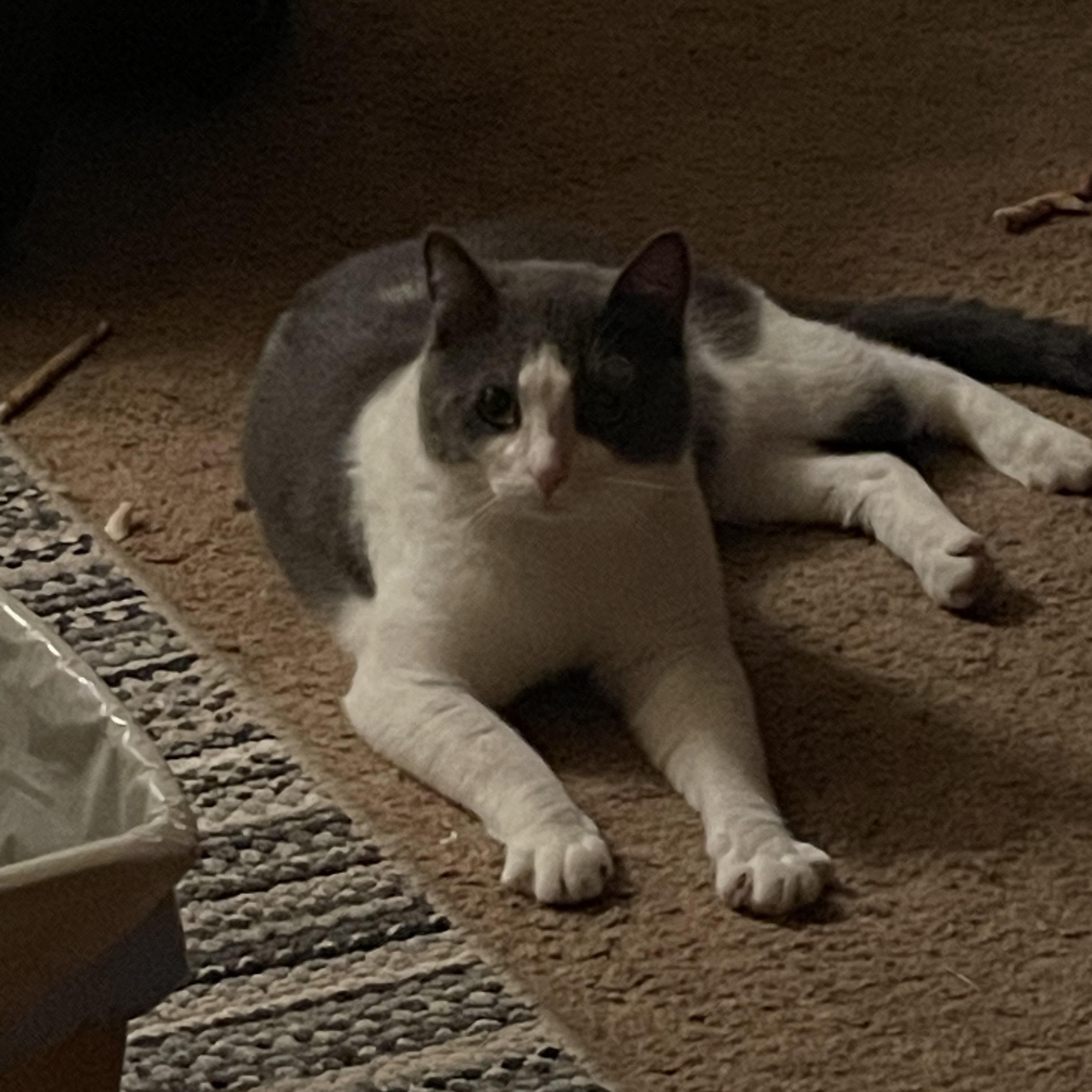 Enlarge Callie and Otis, a Adoptable Domestic Short Hair in Morgantown, WV image 2/6