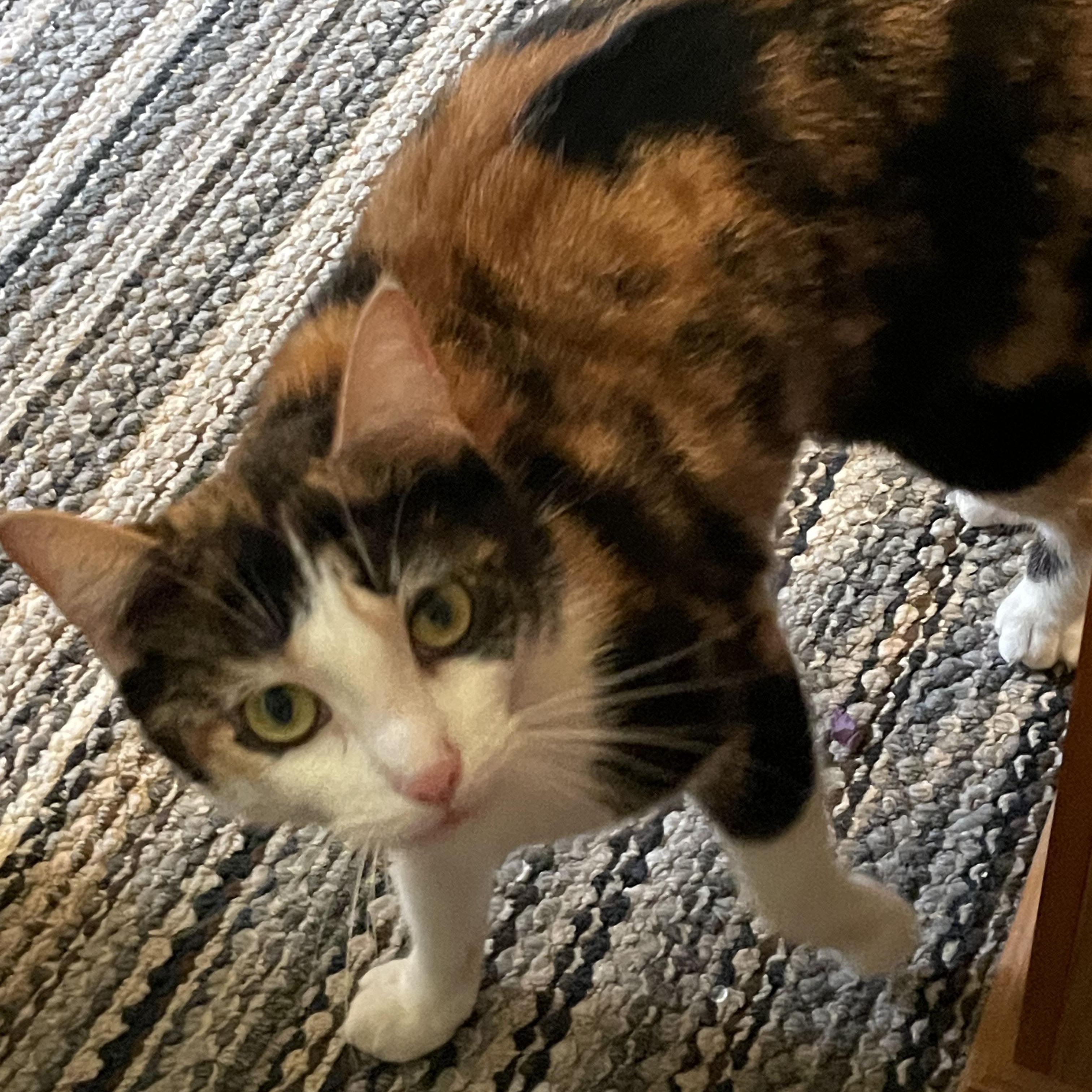 Enlarge Callie and Otis, a Adoptable Domestic Short Hair in Morgantown, WV image 6/6