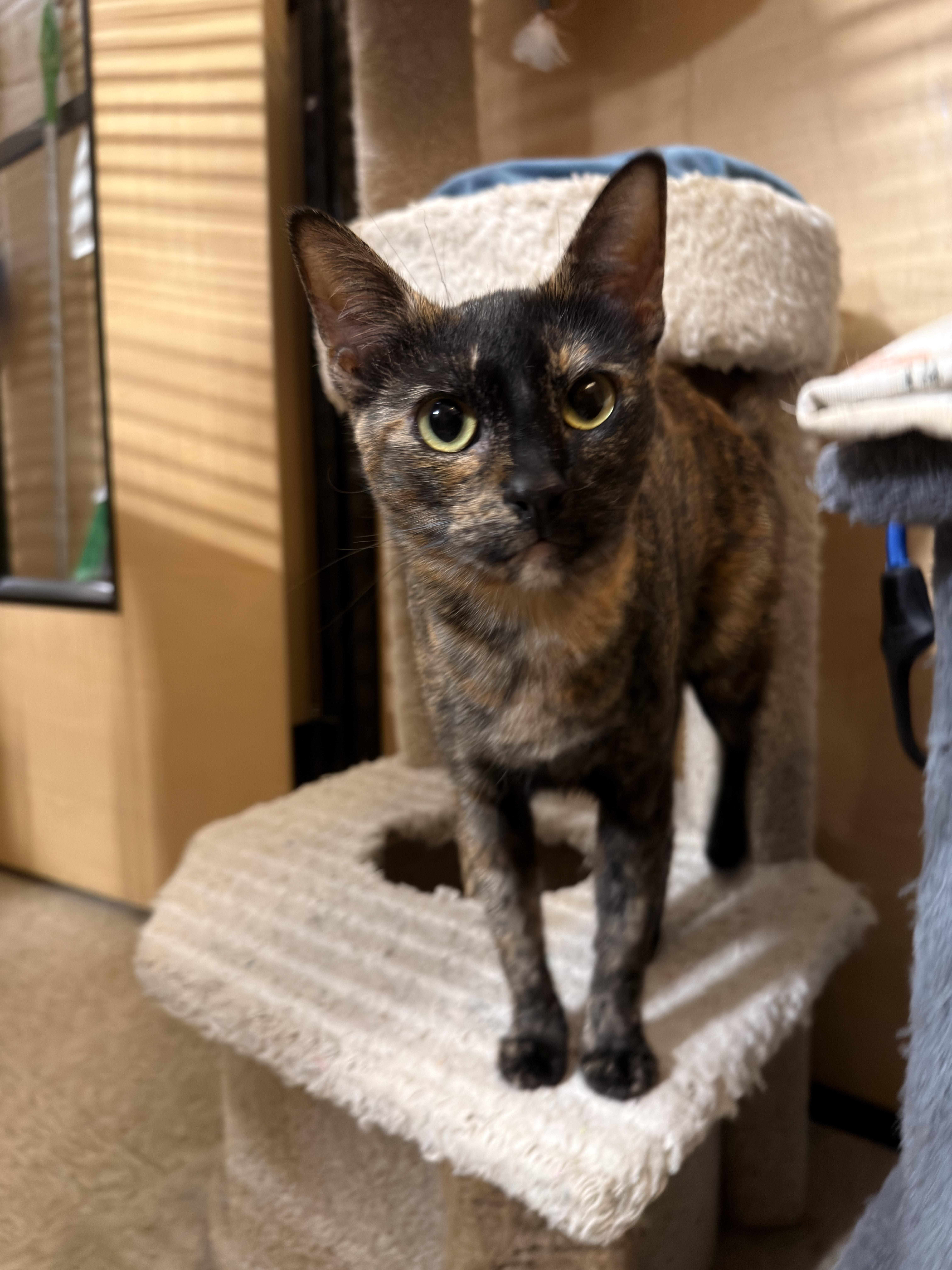 Enlarge Torie, a ADOPTABLE Domestic Short Hair in El Segundo, CA image 1/5