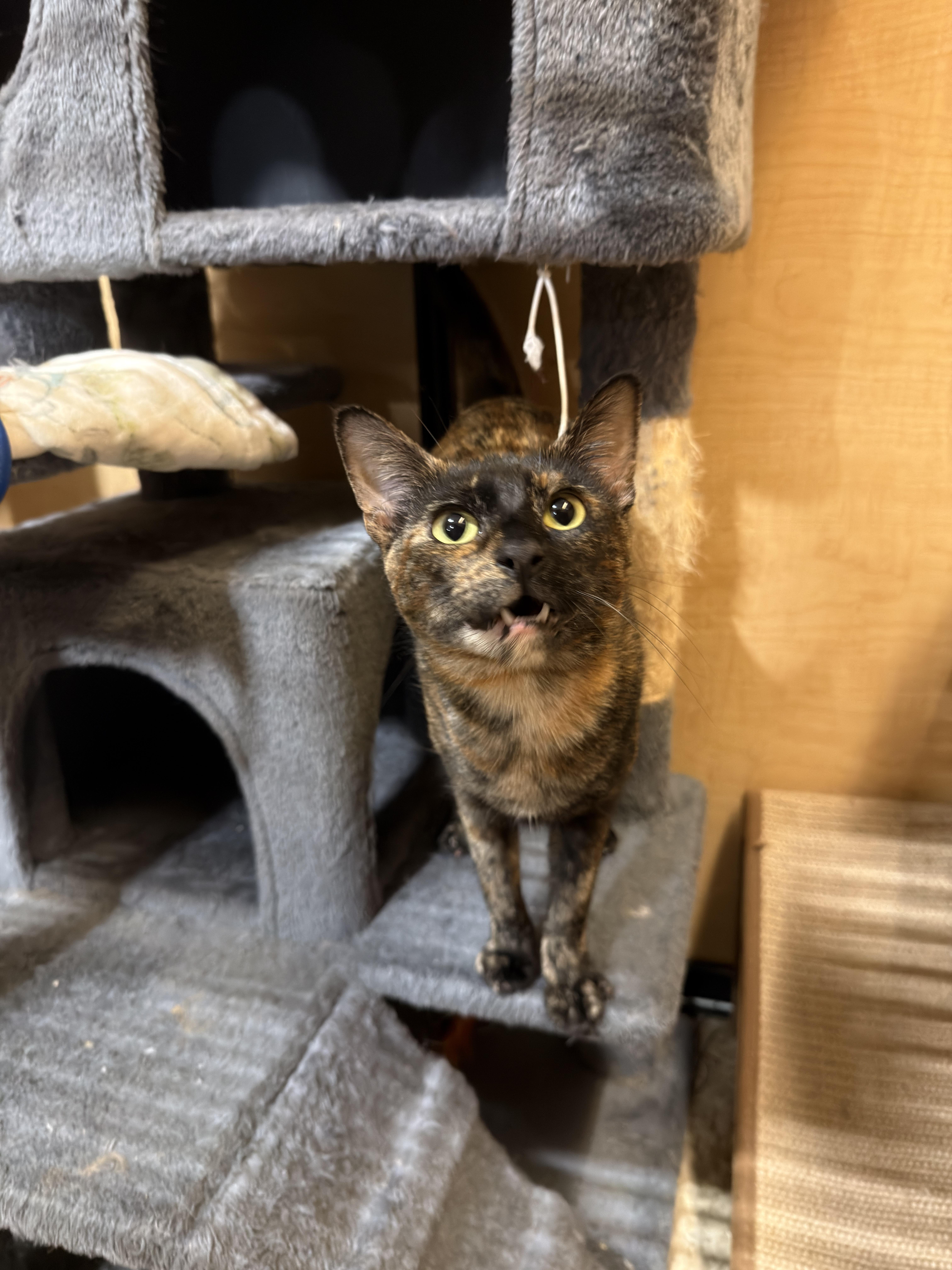 Enlarge Torie, a ADOPTABLE Domestic Short Hair in El Segundo, CA image 4/5