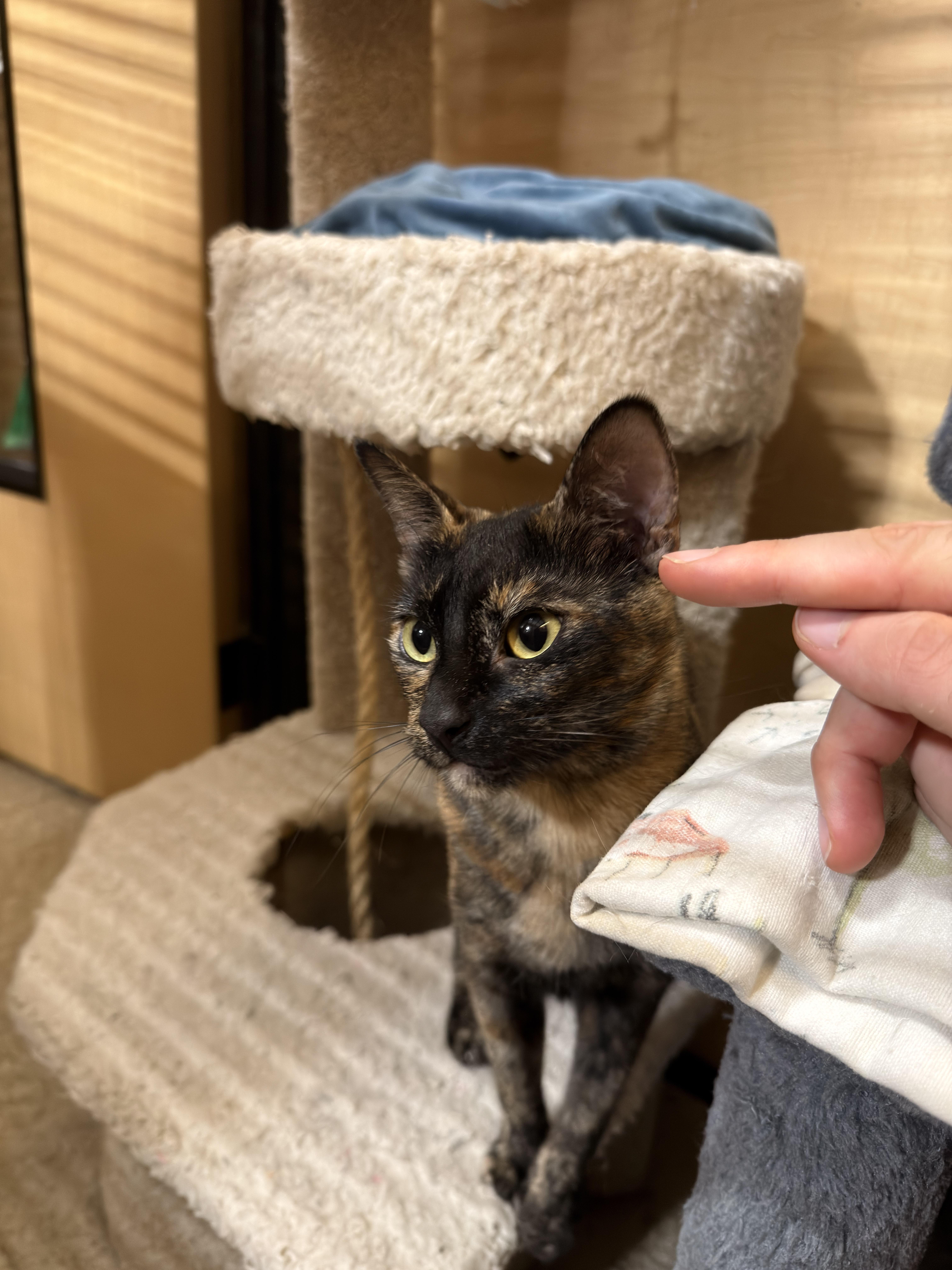 Enlarge Torie, a ADOPTABLE Domestic Short Hair in El Segundo, CA image 2/5