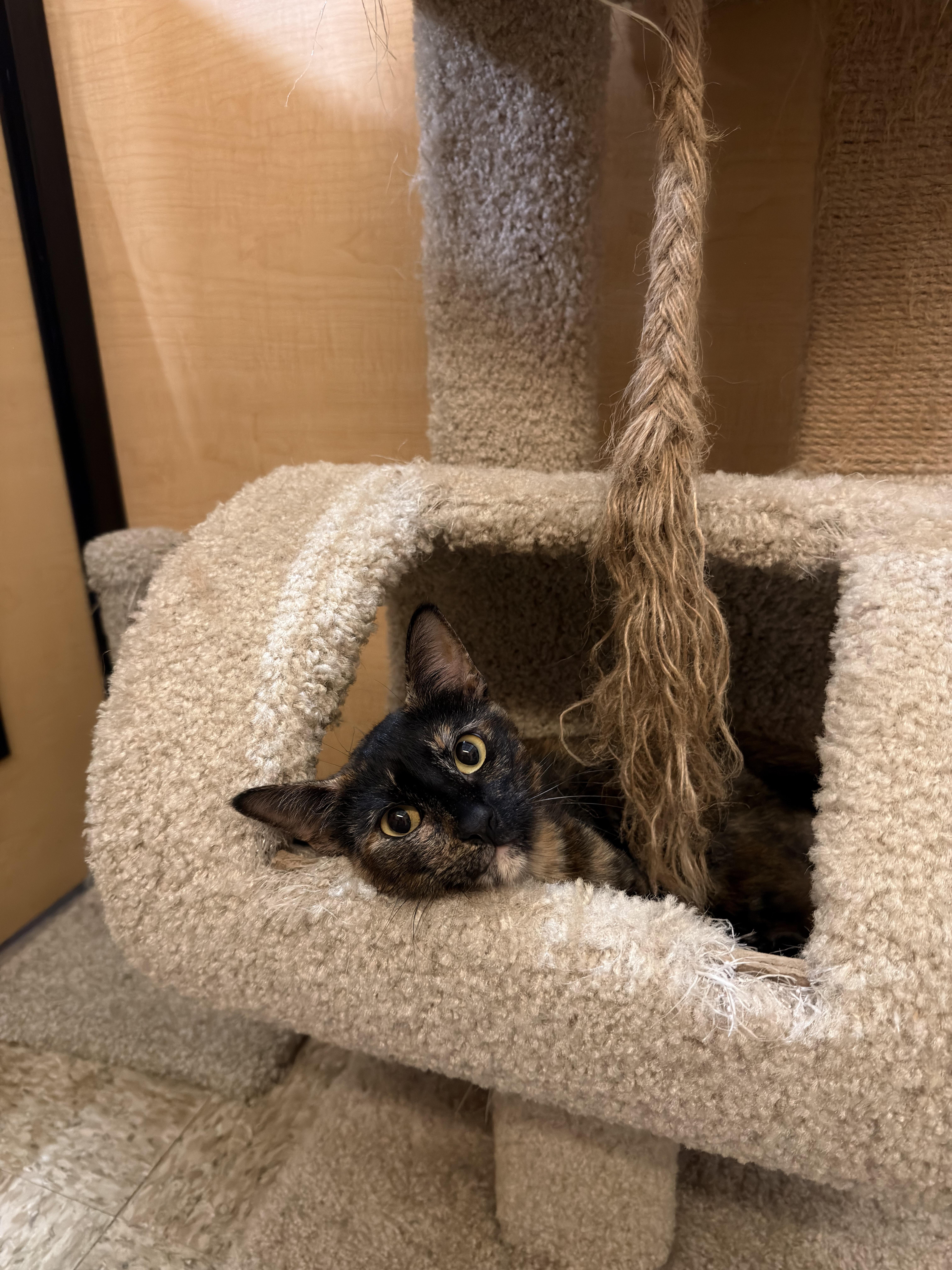 Enlarge Torie, a ADOPTABLE Domestic Short Hair in El Segundo, CA image 3/5