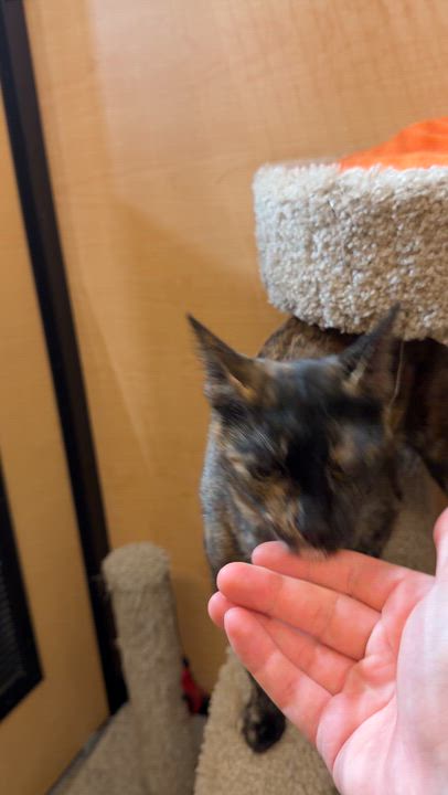 Enlarge Torie, a ADOPTABLE Domestic Short Hair in El Segundo, CA video 5/5