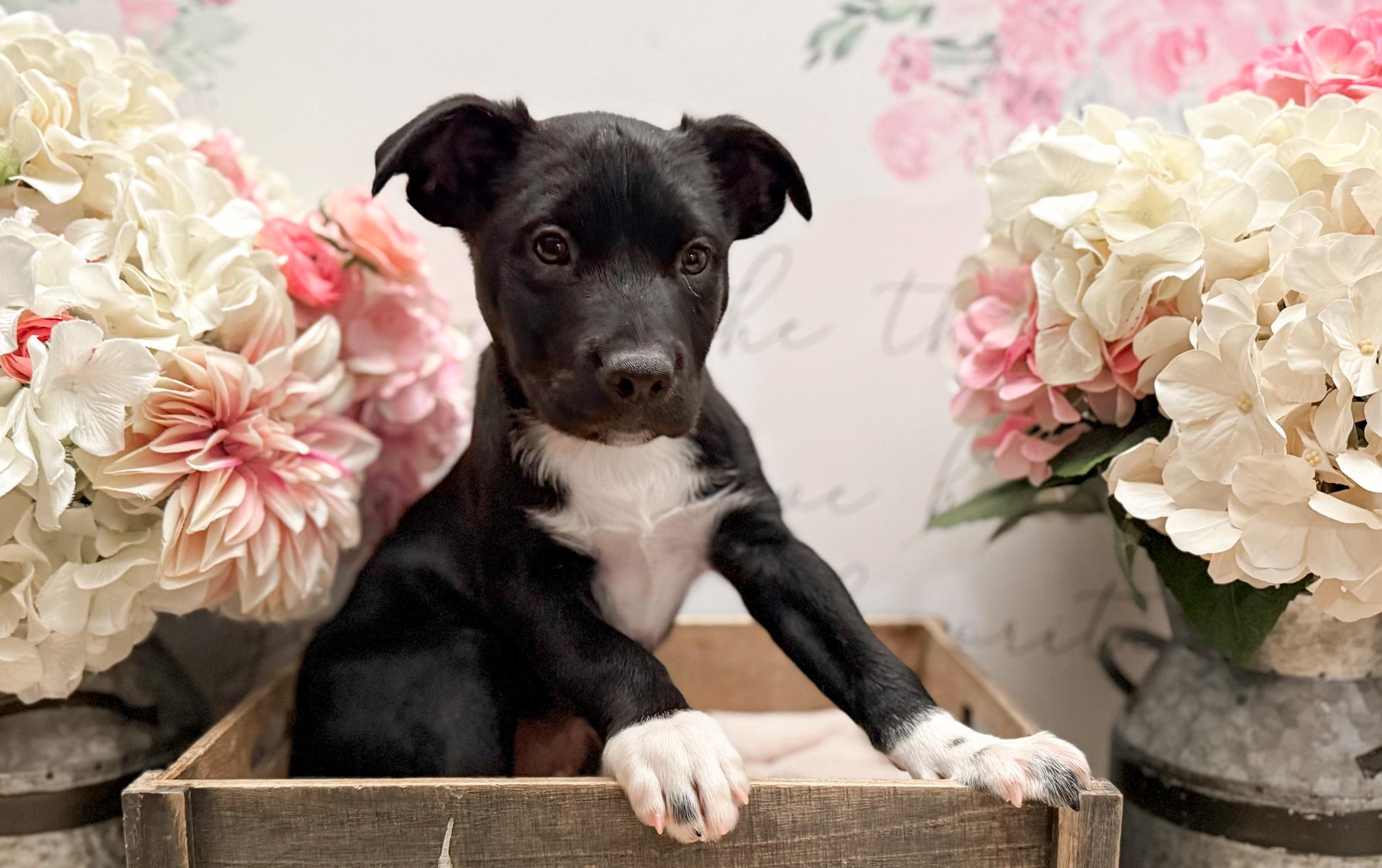 Enlarge Mace, a Adoptable mixed breed in Newberg, OR image 3/5