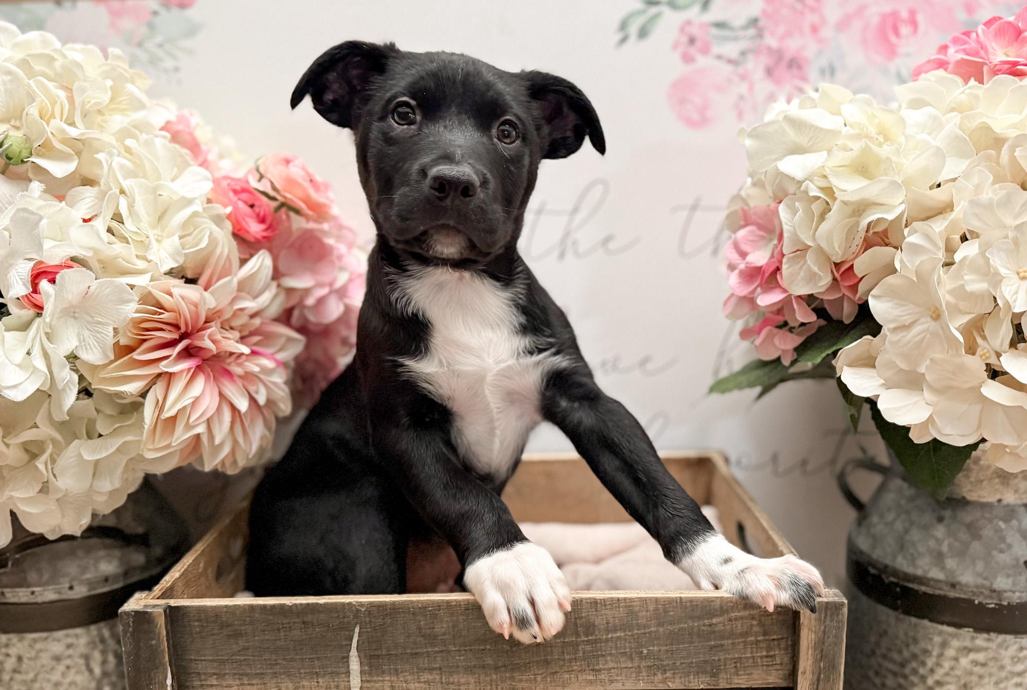 Enlarge Mace, a Adoptable mixed breed in Newberg, OR image 5/5