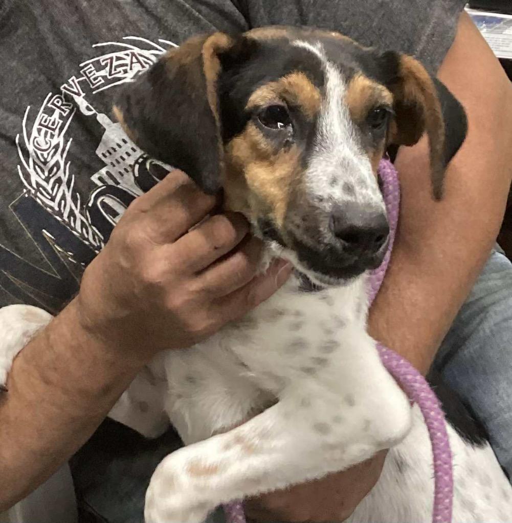 Lacie, Adoptable, Young Female Hound.