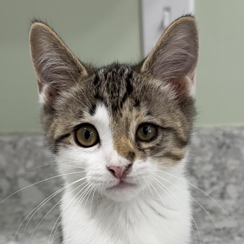 Harriet, Adoptable, Kitten Female Domestic Short Hair & Domestic Short Hair.