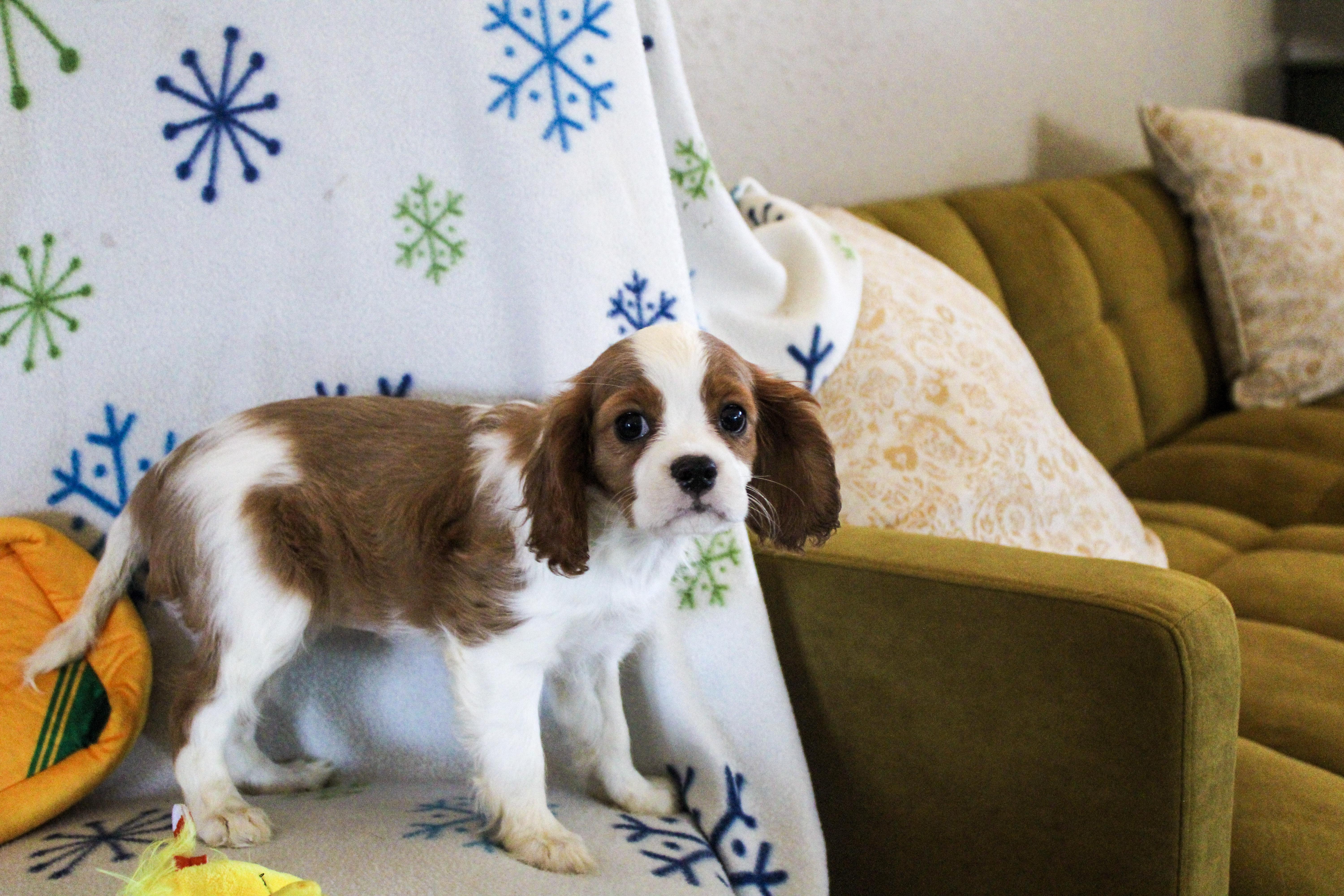Enlarge Dolly, an adopted Cavalier King Charles Spaniel in Neosho, MO image 2/2