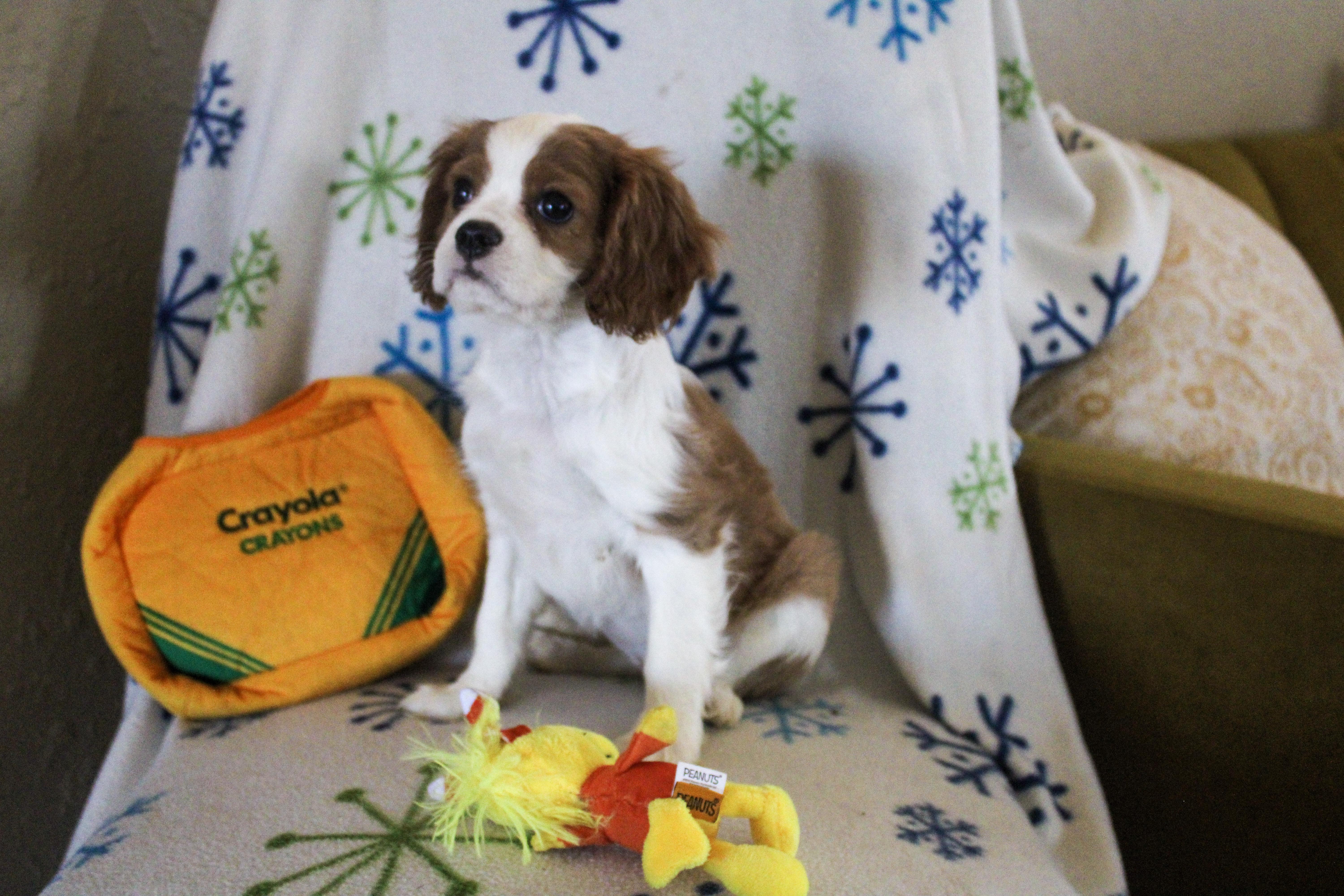 Dolly, adopted, Young Female Cavalier King Charles Spaniel.