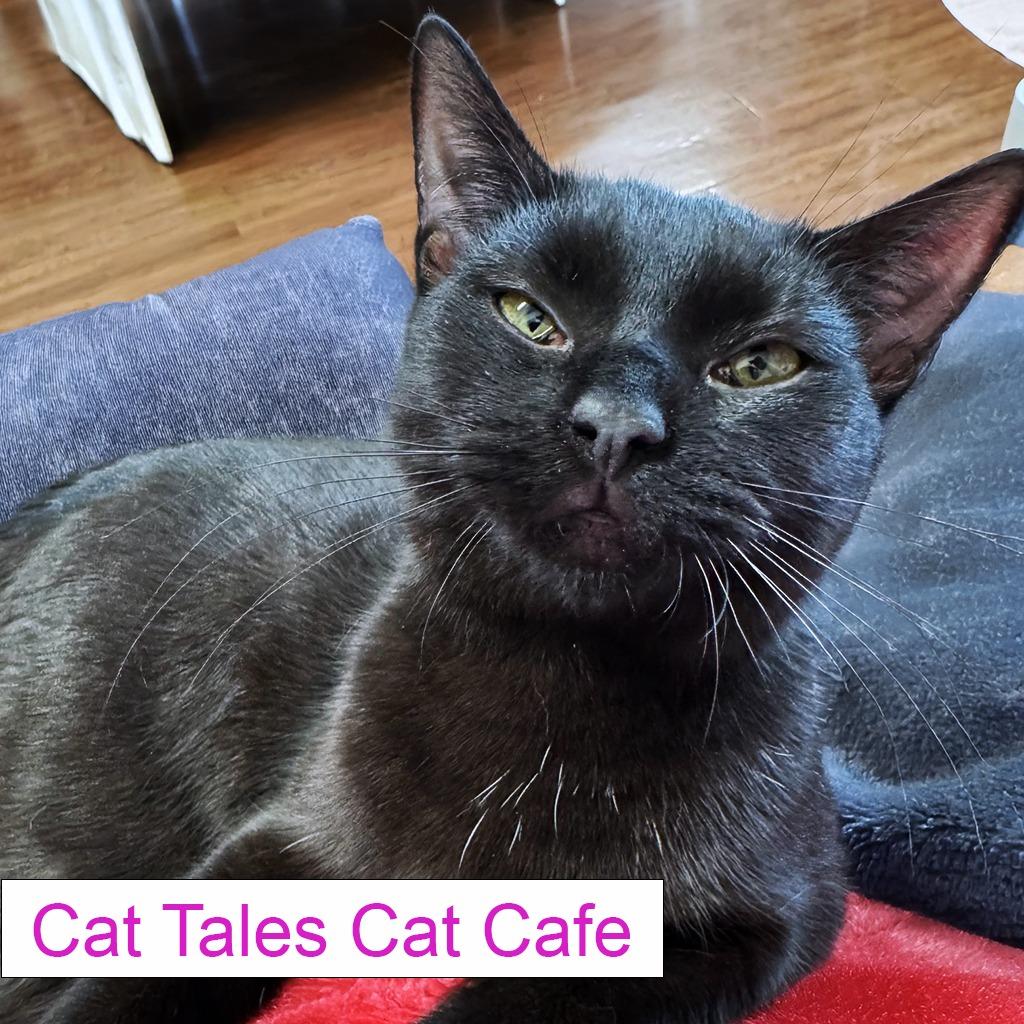 Enlarge Phoebe, a Adoptable Domestic Short Hair in Chapel Hill, NC image 1/2