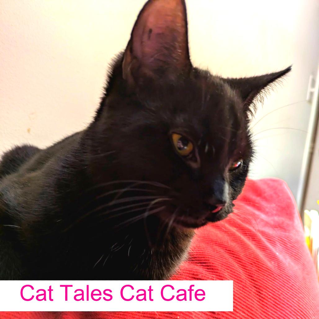 Phoebe, Adoptable, Young Female Domestic Short Hair.