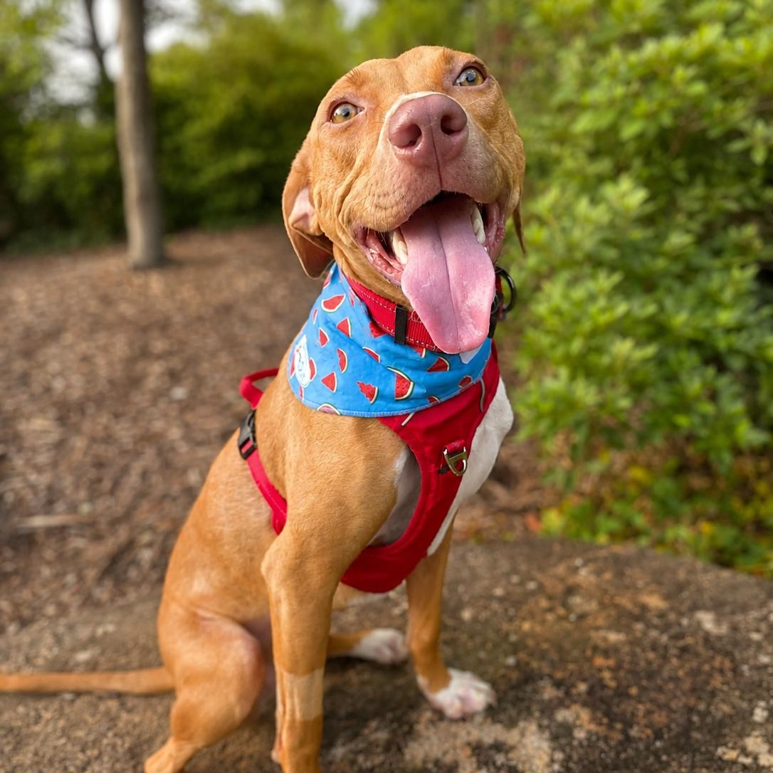 Enlarge Toffee, an adopted mixed breed in Richmond, VA image 2/6