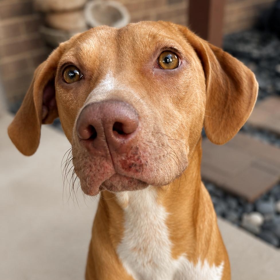 Enlarge Toffee, an adopted mixed breed in Richmond, VA image 4/6
