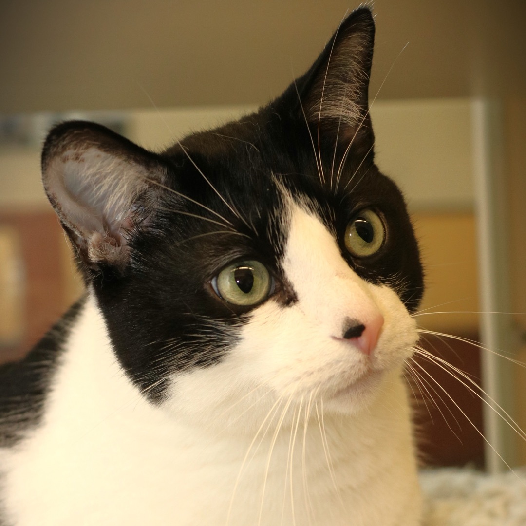 Enlarge Carson, a Adoptable Domestic Short Hair in Rochester, MN image 1/8