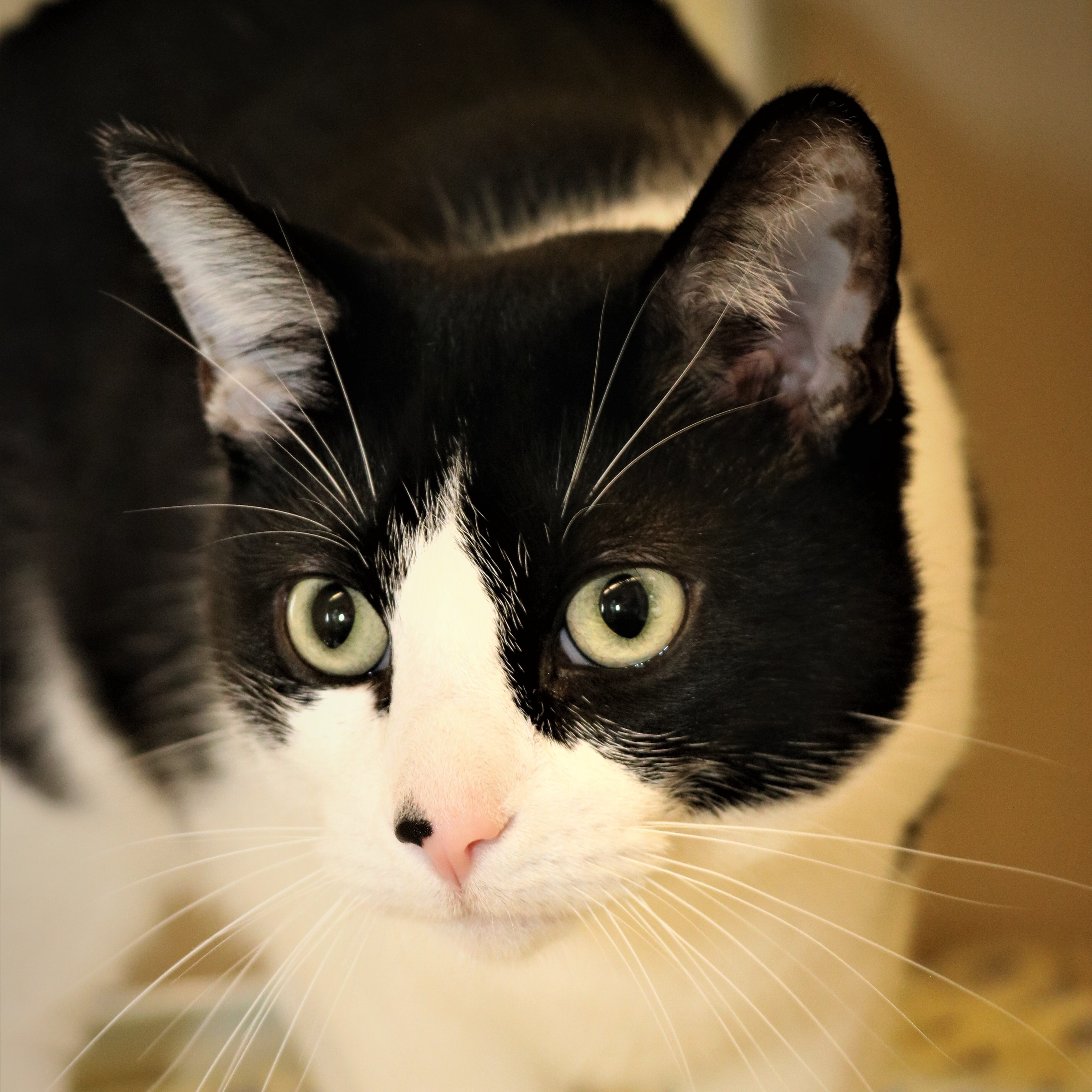 Enlarge Carson, a Adoptable Domestic Short Hair in Rochester, MN image 2/8