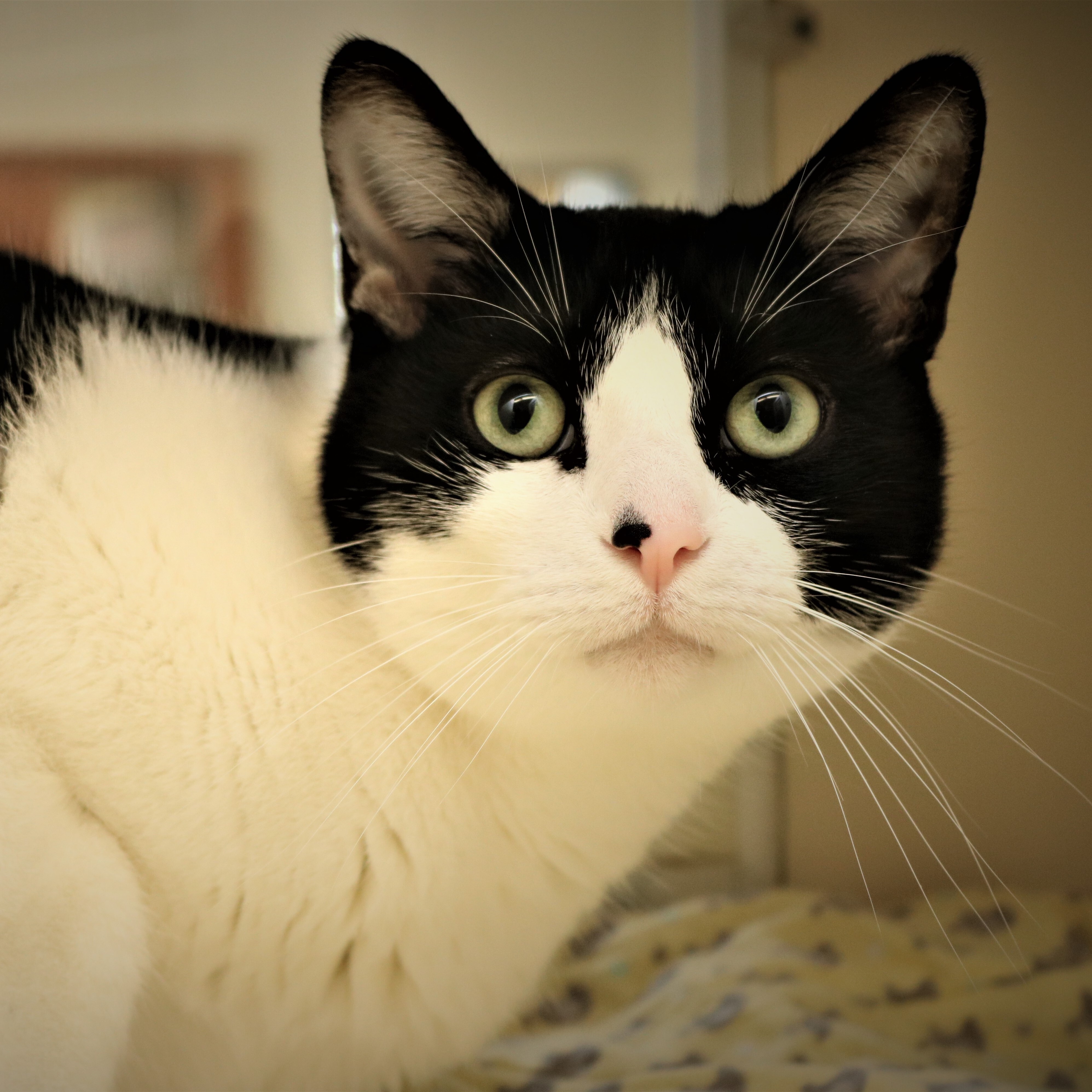 Enlarge Carson, a Adoptable Domestic Short Hair in Rochester, MN image 3/8