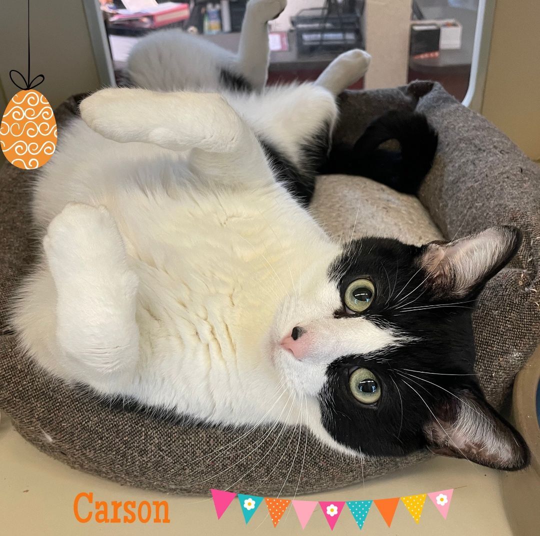 Enlarge Carson, a Adoptable Domestic Short Hair in Rochester, MN image 4/8