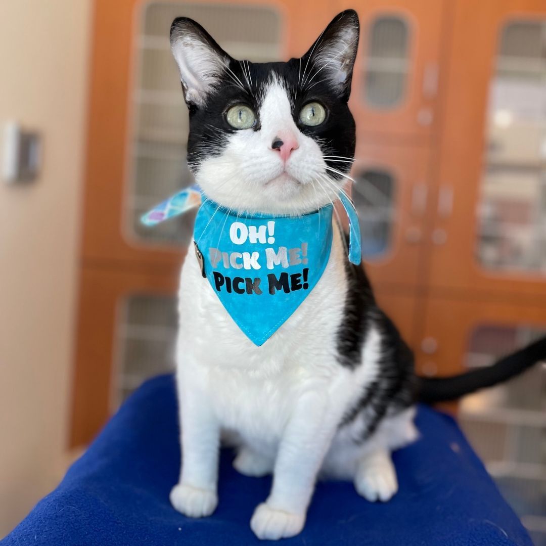 Enlarge Carson, a Adoptable Domestic Short Hair in Rochester, MN image 5/8