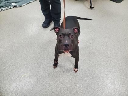 Athena, Adoptable, Adult Female Mixed Breed & Mixed Breed.