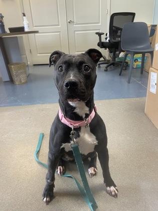 Enlarge Athena, a Adoptable mixed breed in Maumee, OH image 2/2