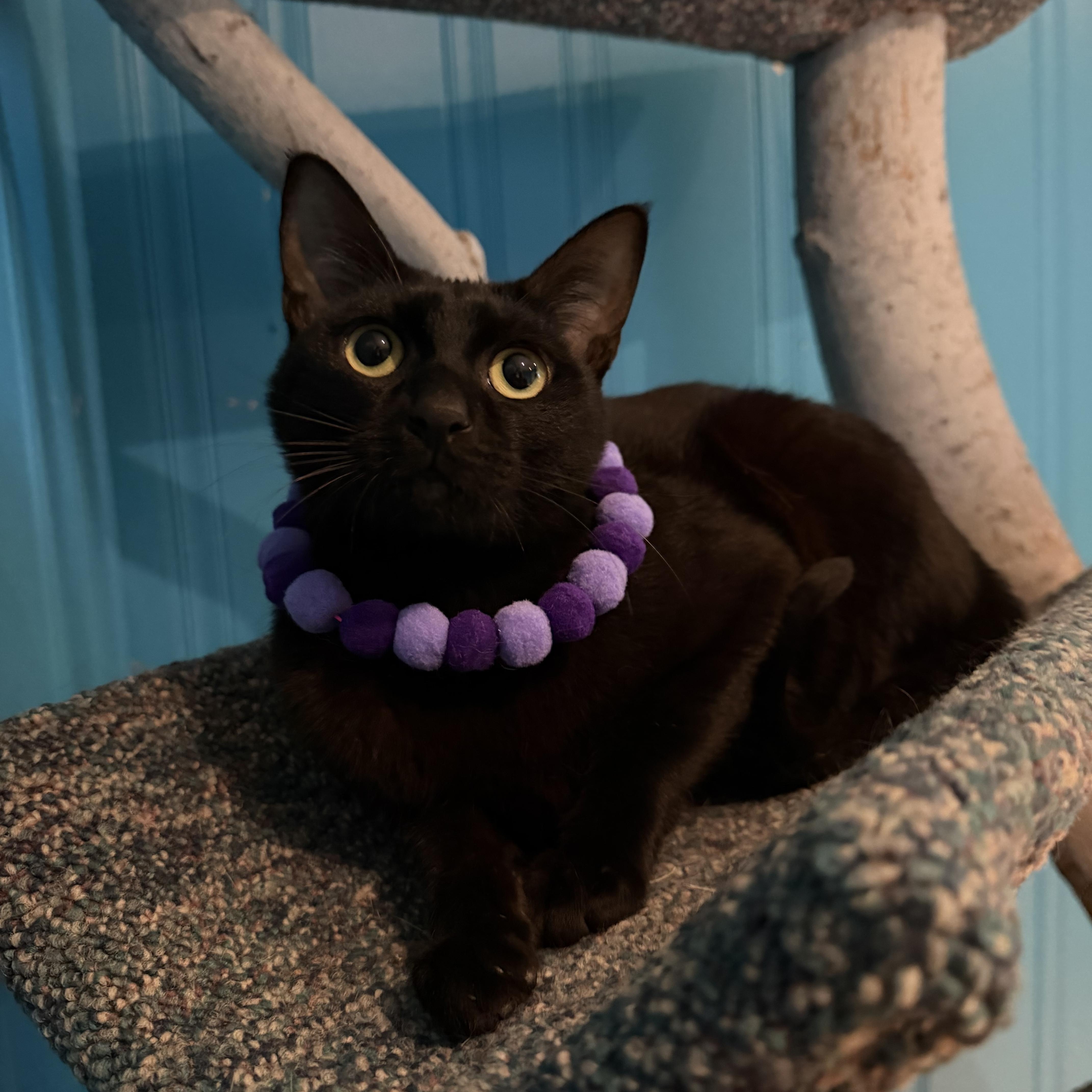 Enlarge Orelia, an adoptable British Shorthair in Lemont, IL image 6/6
