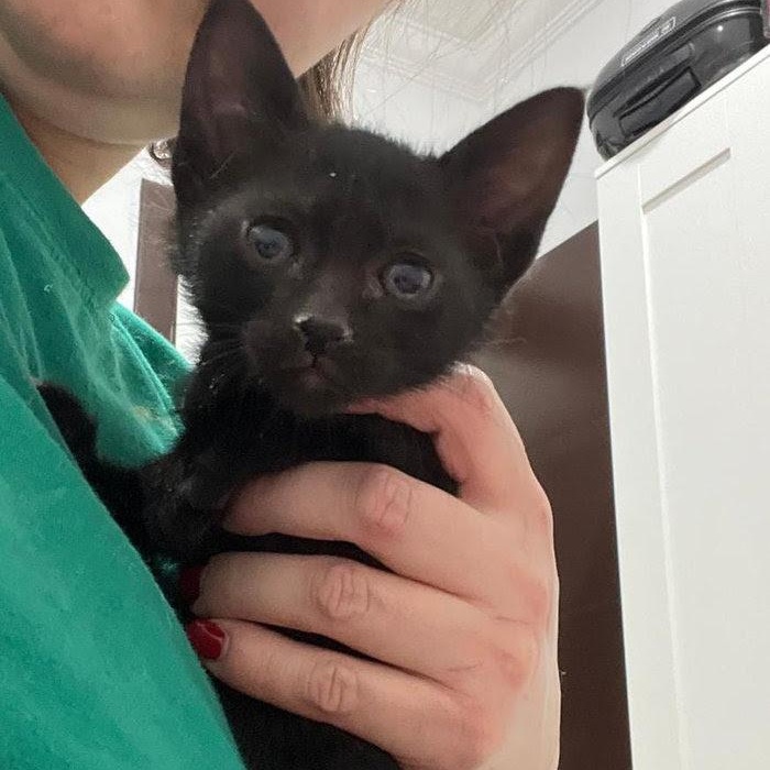 Enlarge Orelia, an adoptable British Shorthair in Lemont, IL image 1/1