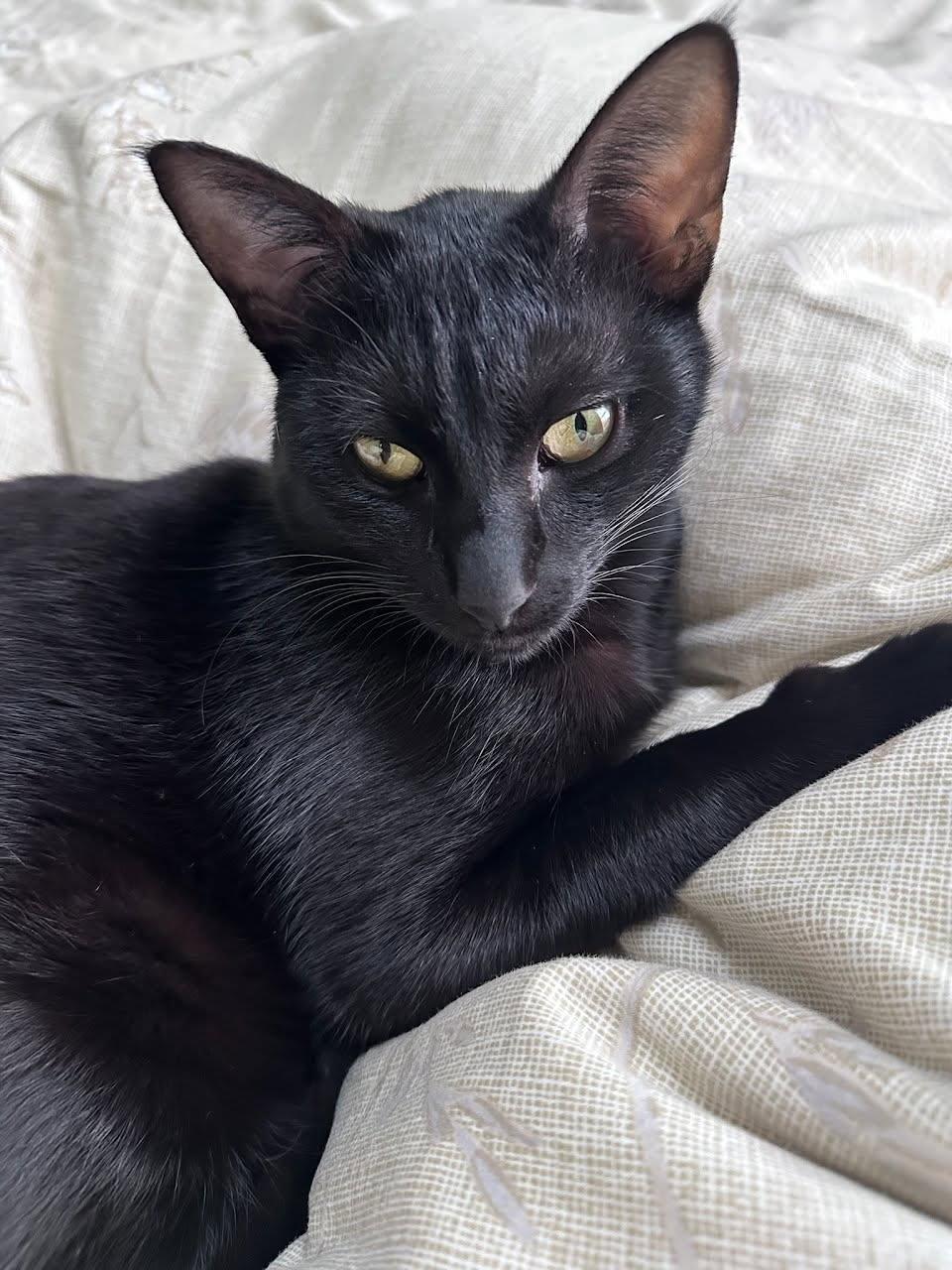 Enlarge Orelia, an adoptable British Shorthair in Lemont, IL image 4/6