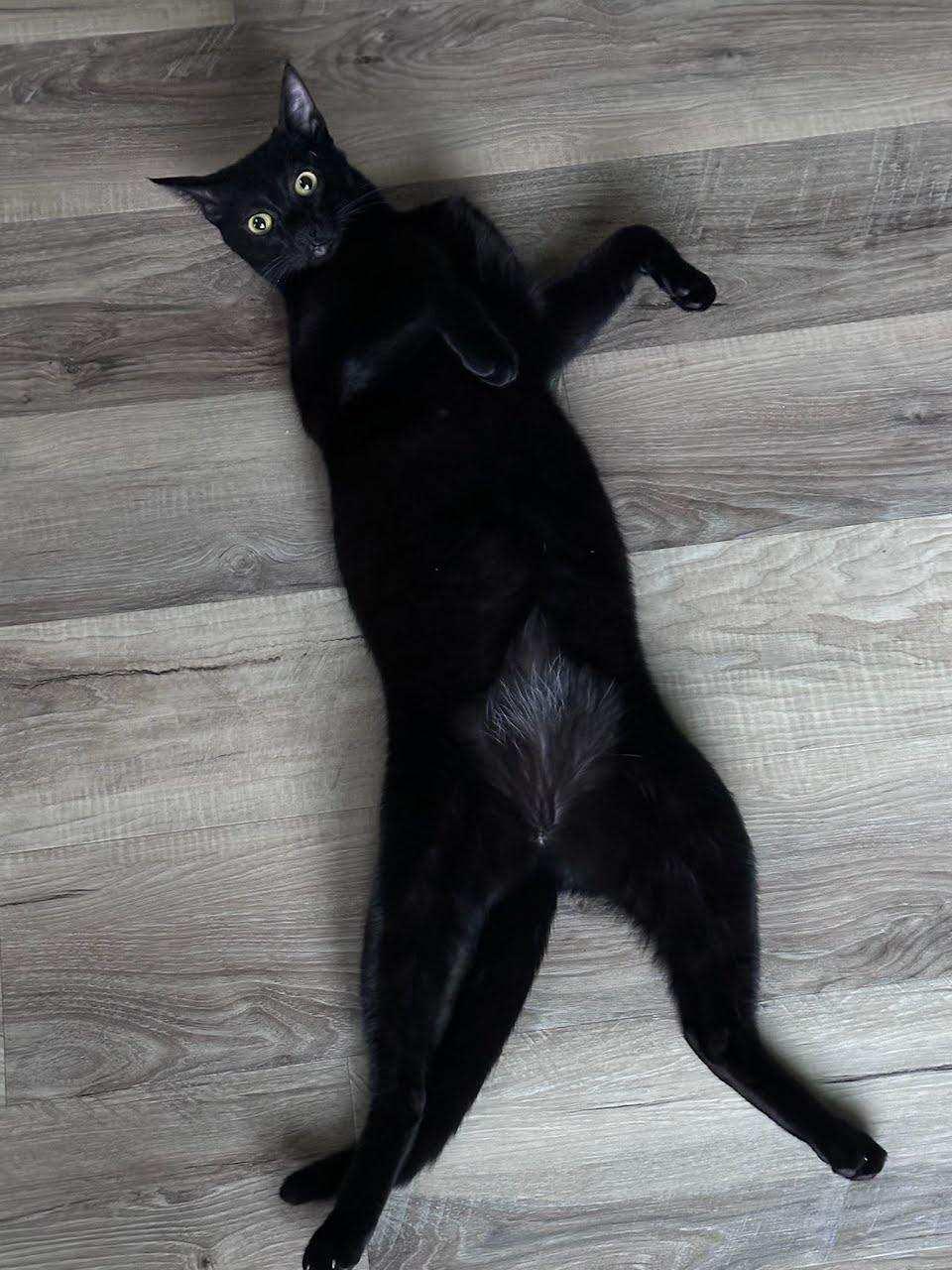 Enlarge Orelia, an adoptable British Shorthair in Lemont, IL image 2/6