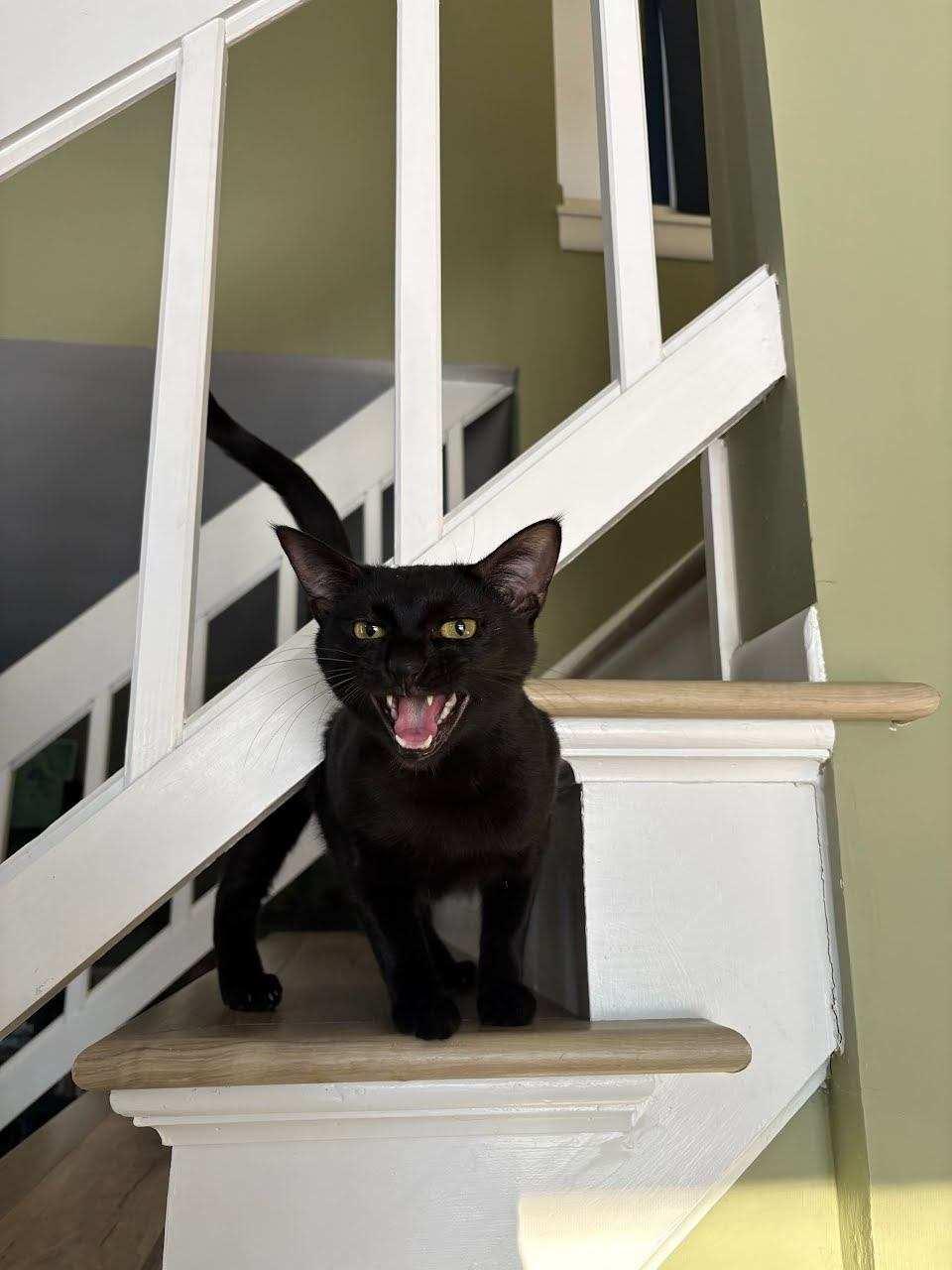 Enlarge Orelia, an adoptable British Shorthair in Lemont, IL image 3/6