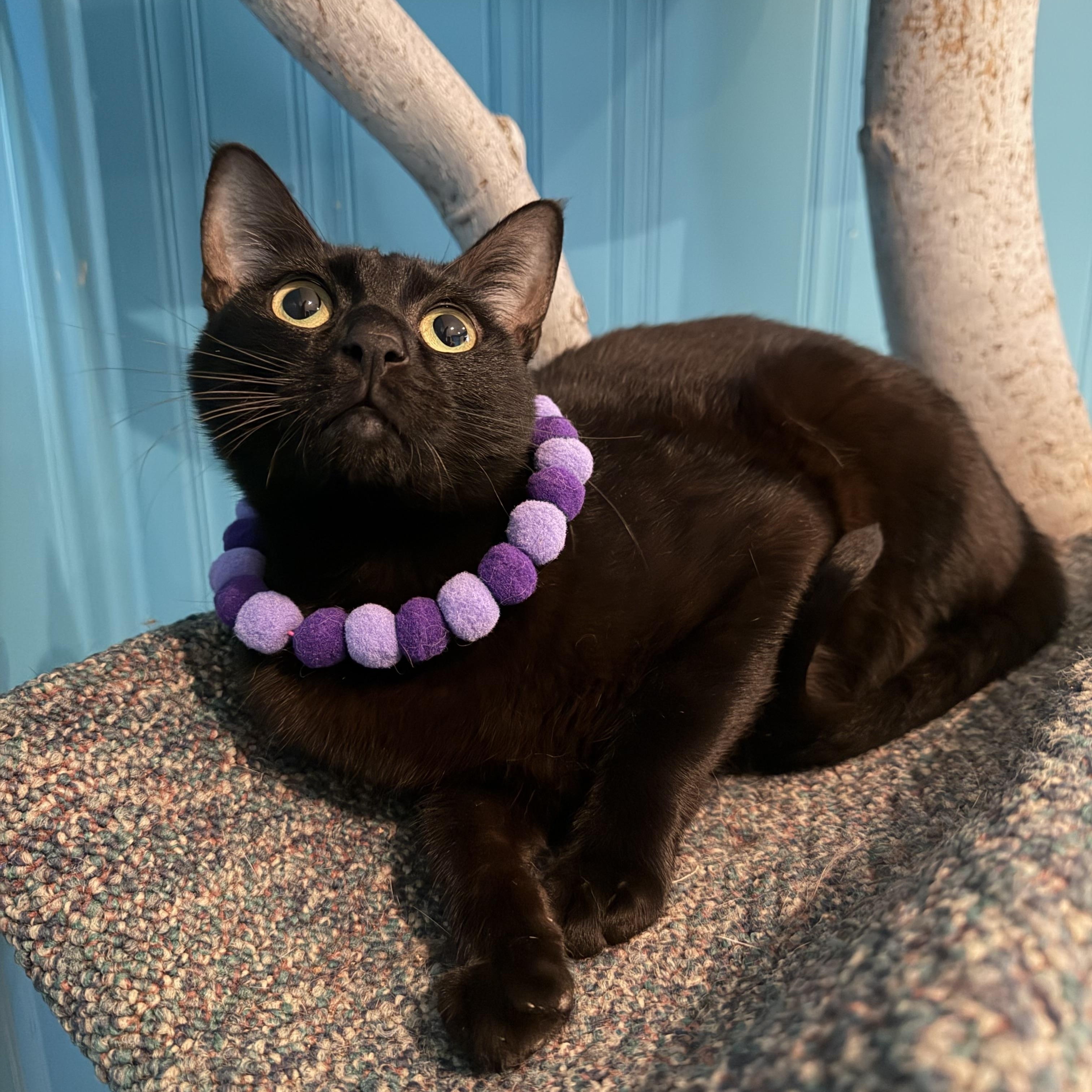 Enlarge Orelia, an adoptable British Shorthair in Lemont, IL image 5/6