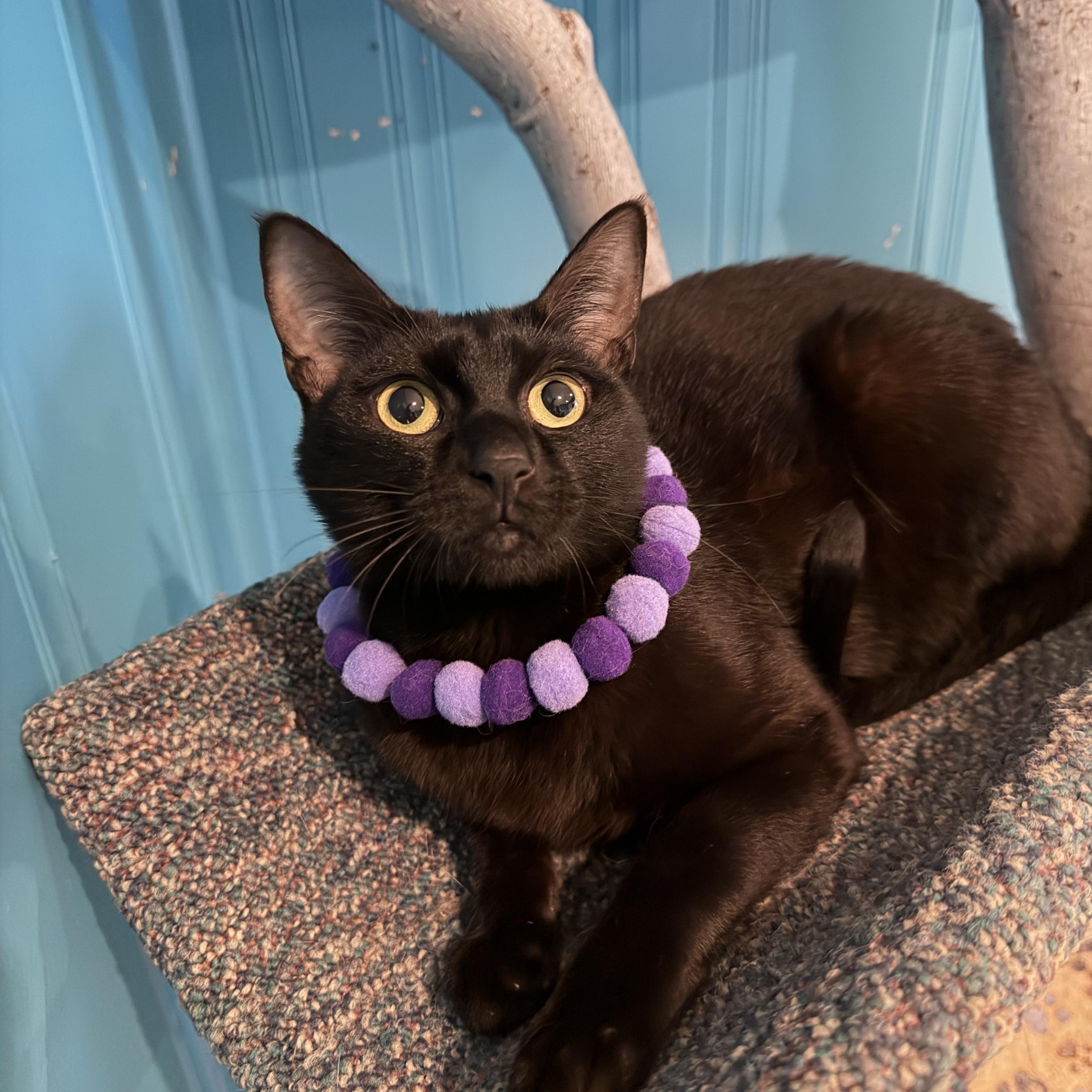 Enlarge Orelia, an adoptable British Shorthair in Lemont, IL image 1/6