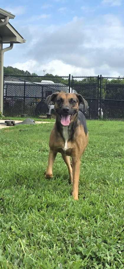 Ruby, Adoptable, Young Female Mixed Breed & Mixed Breed.