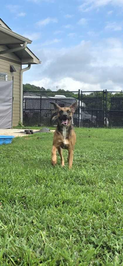 Enlarge Ruby, a Adoptable mixed breed in Sevierville, TN image 2/3