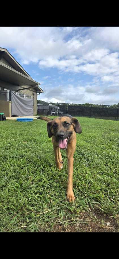 Enlarge Ruby, a Adoptable mixed breed in Sevierville, TN image 3/3