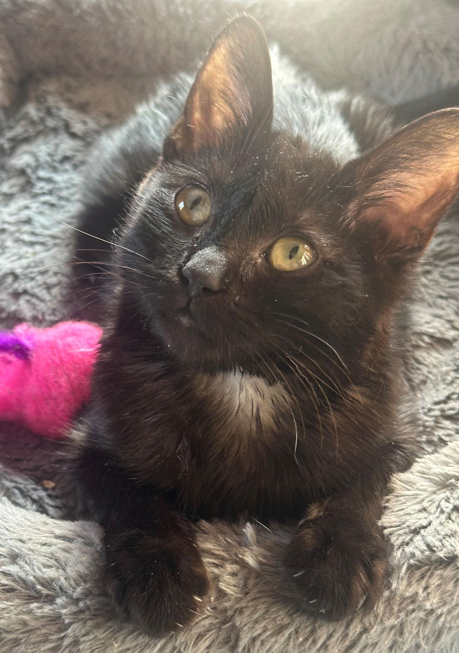 Piston, Adoptable, Kitten Female Norwegian Forest Cat & Domestic Medium Hair.