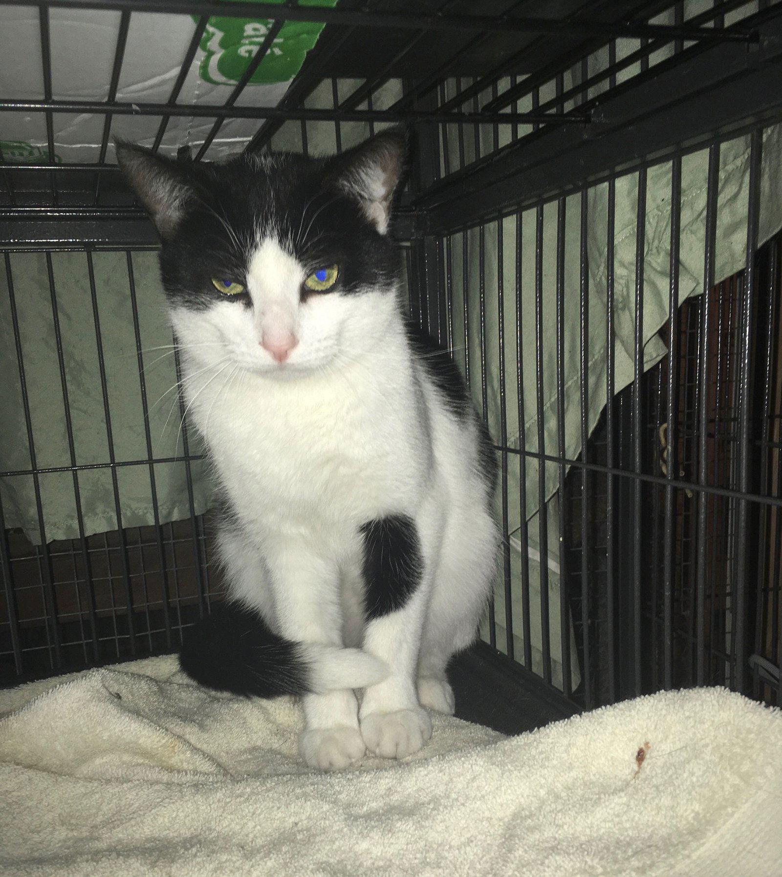 Nancy, a Adoptable Domestic Short Hair in Macedonia, OH image 1/6