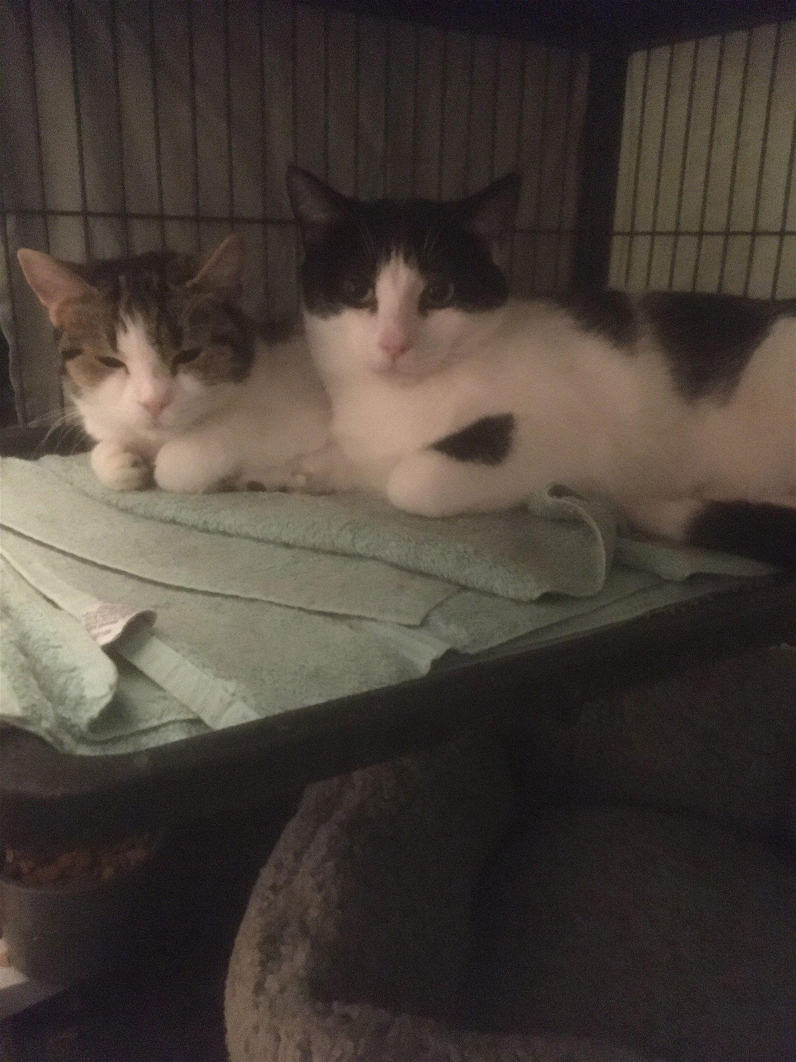 Nancy, a Adoptable Domestic Short Hair in Macedonia, OH image 2/6