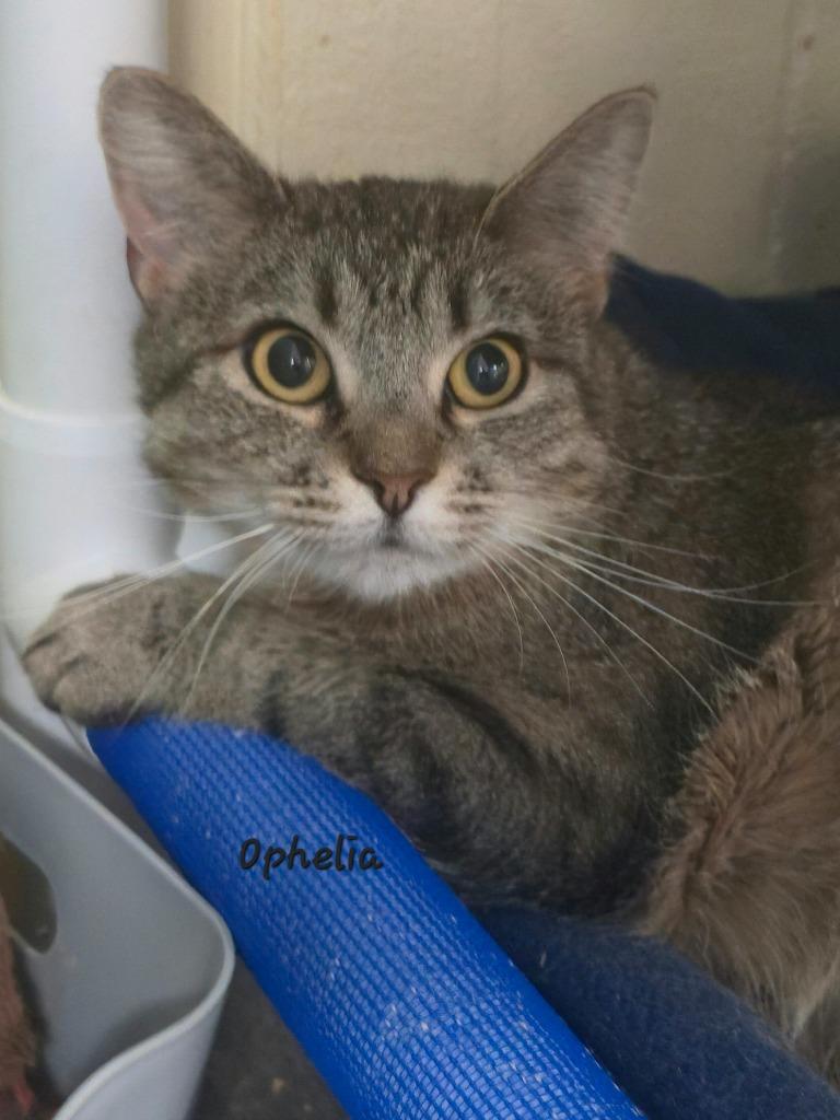 Ophelia, Adoptable, Young Female Domestic Short Hair.