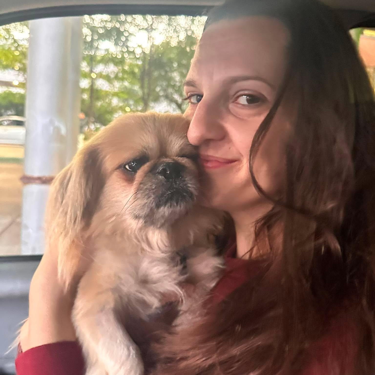 Penelope, Adoptable, Adult Female Pekingese.