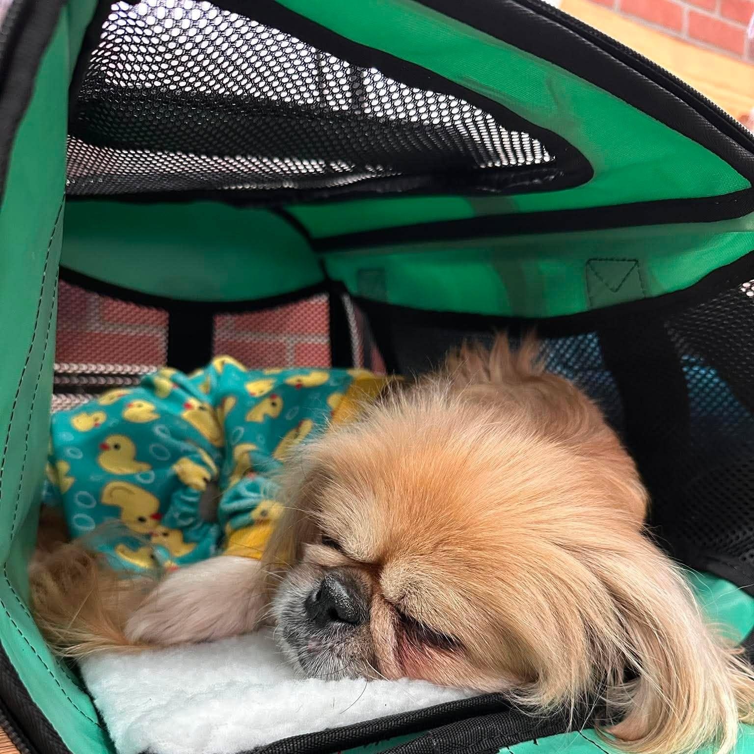Enlarge Penelope, a Adoptable Pekingese in Homer Glen, IL image 4/6