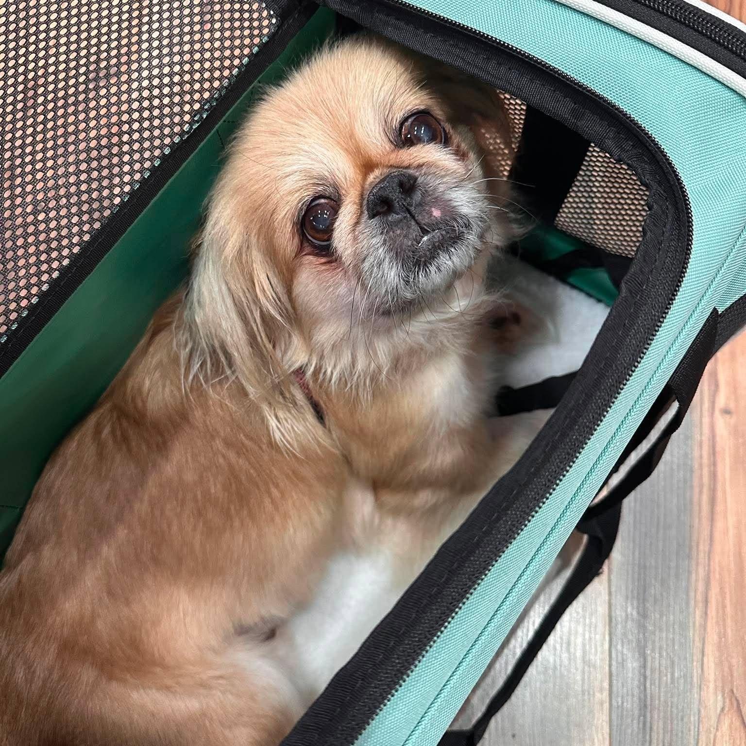 Enlarge Penelope, a Adoptable Pekingese in Homer Glen, IL image 2/6