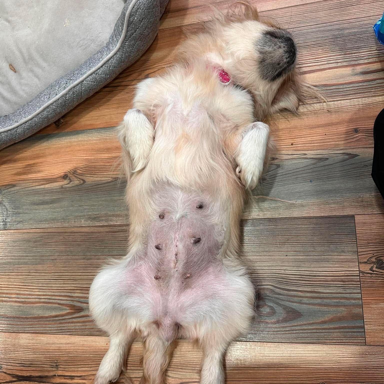 Enlarge Penelope, a Adoptable Pekingese in Homer Glen, IL image 5/6