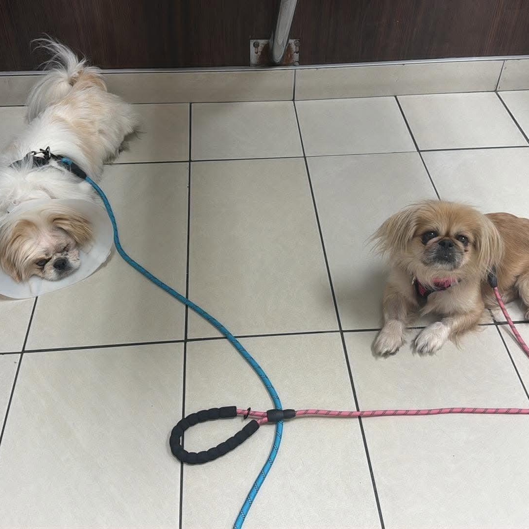 Enlarge Penelope, a Adoptable Pekingese in Homer Glen, IL image 6/6