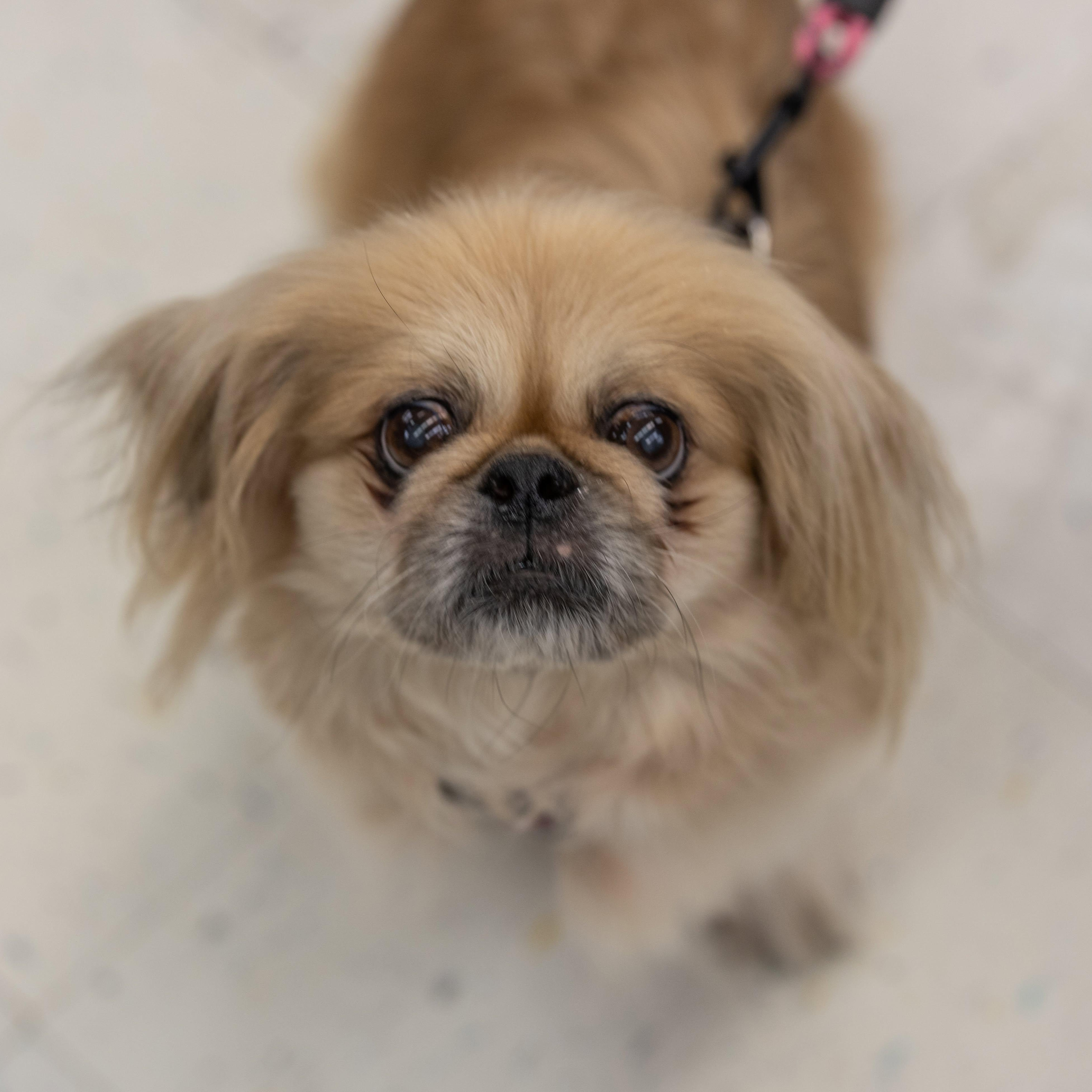 Enlarge Penelope, a Adoptable Pekingese in Homer Glen, IL image 3/6