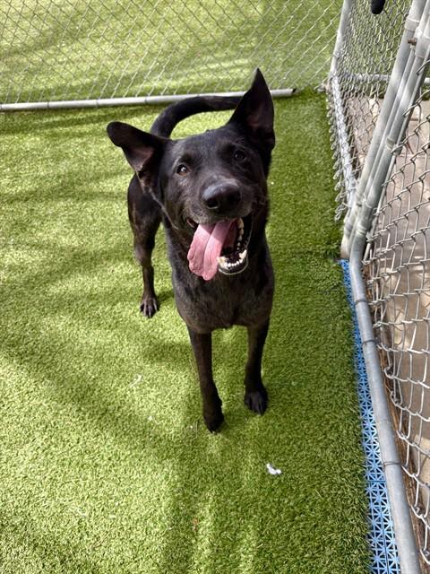 Enlarge BANDIT, a Adoptable mixed breed in Killeen, TX image 1/1