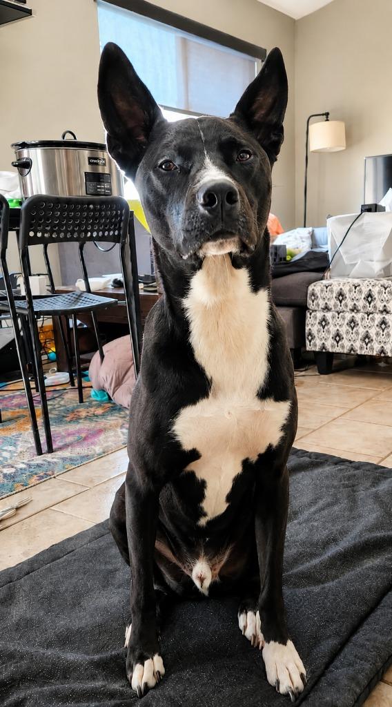 Hari - Courtesy Post Adopt Me!, Adoptable, Young Male Cattle Dog & Retriever.